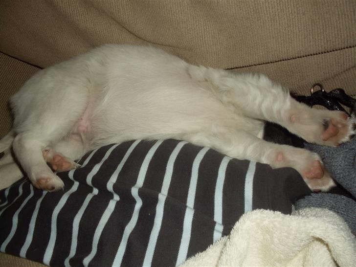 Blanding af racer Bixy Pixi - Sover..  billede 7