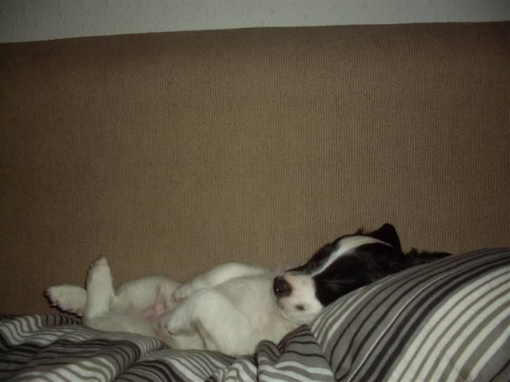 Blanding af racer Bixy Pixi - Sover igen.. :) billede 8