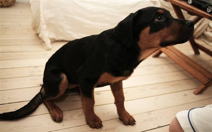 Rottweiler Carla billede 16