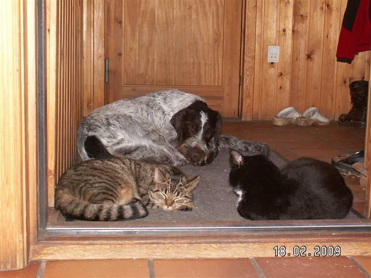 Ruhåret hønsehund Porsemosens D.Tina - Tina tager en middagslur med Andrea og MisMads billede 6