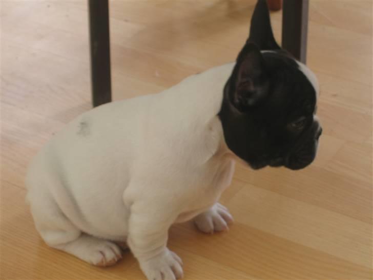 Fransk bulldog Herkules - En lille tyk hund. billede 1