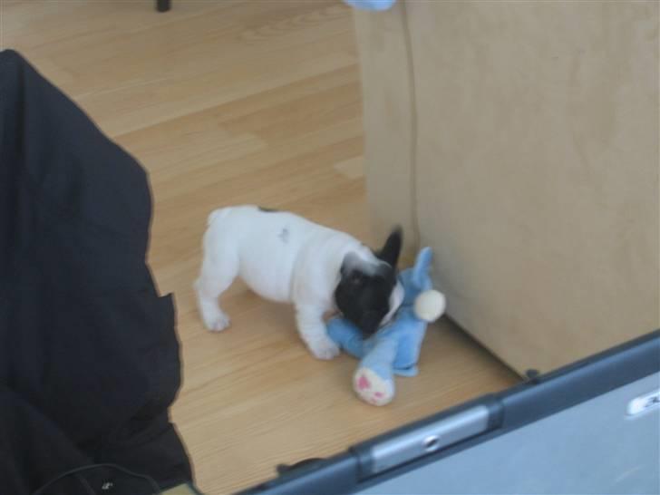 Fransk bulldog Herkules - Bider gerne i en lille elefant. billede 2