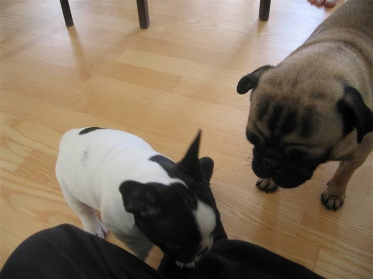 Fransk bulldog Herkules - Ja, hvad er det dog for en lille hund? billede 3