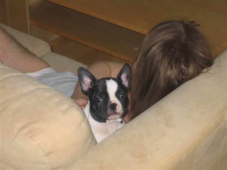 Fransk bulldog Herkules - Hej med dig! billede 4