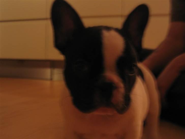 Fransk bulldog Herkules - Velkommen til! billede 5