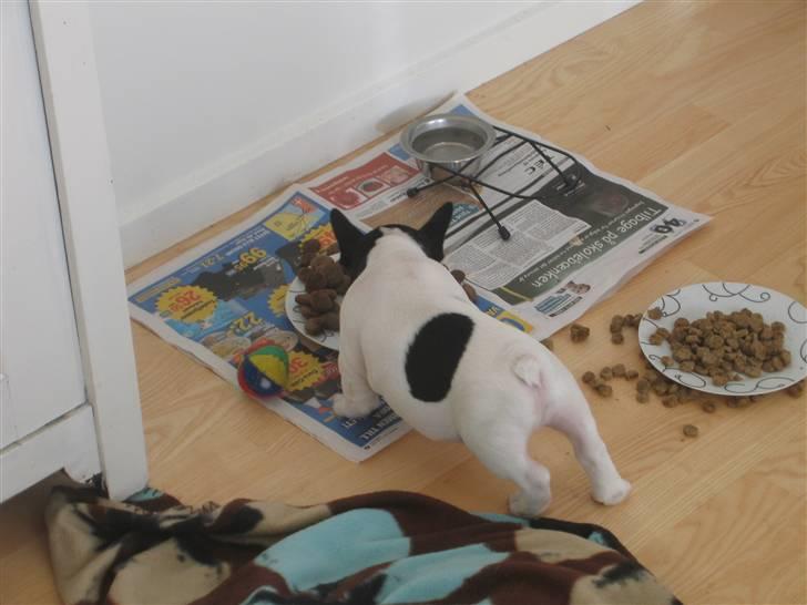 Fransk bulldog Herkules - Den store hunds mad er bedre! billede 6