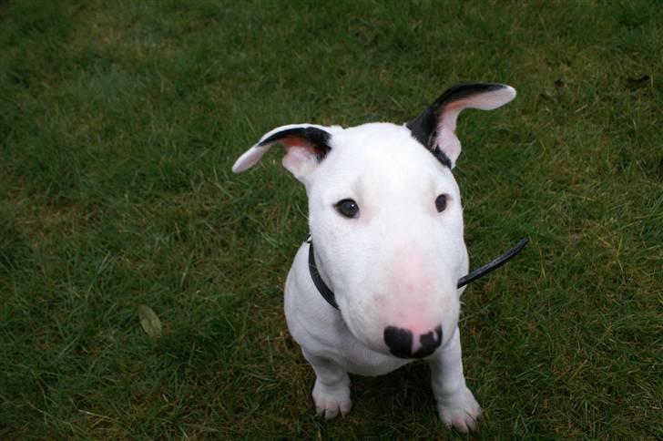 Bullterrier Maligårdens Beautiful Day billede 8