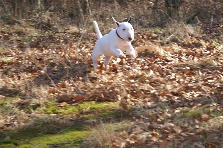 Bullterrier Maligårdens Beautiful Day billede 9