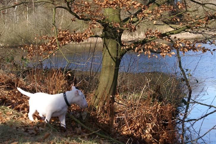 Bullterrier Maligårdens Beautiful Day billede 10