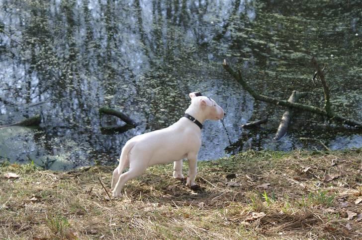 Bullterrier Maligårdens Beautiful Day billede 11