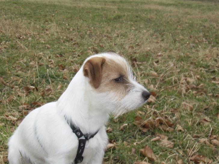 Jack russell terrier calle billede 14