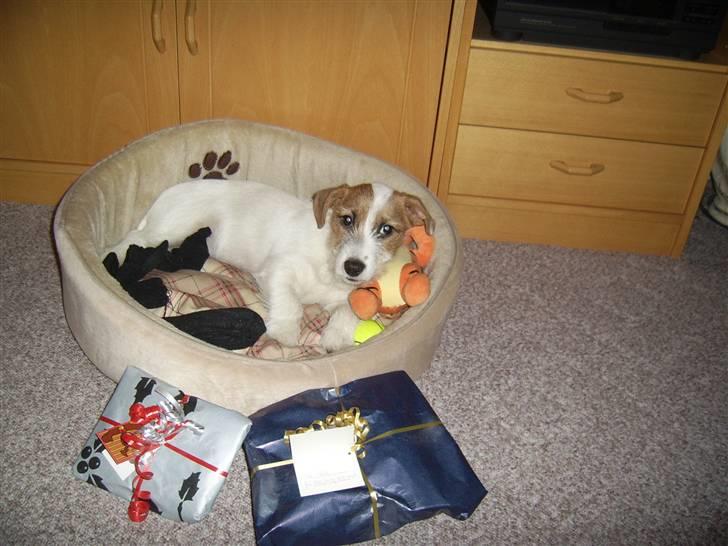 Jack russell terrier calle billede 15