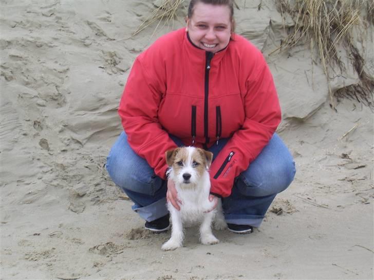 Jack russell terrier calle billede 16