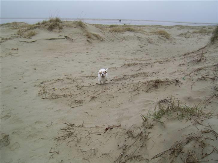 Jack russell terrier calle billede 17