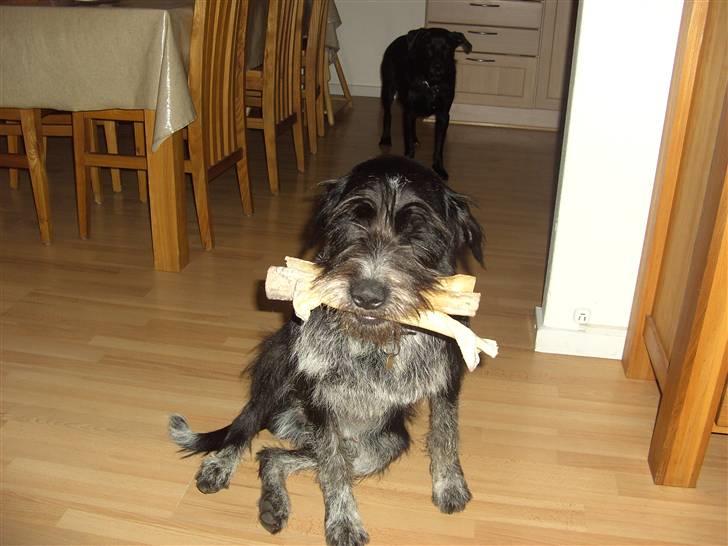 Blanding af racer Konrad - Kødbenshamsteren billede 11