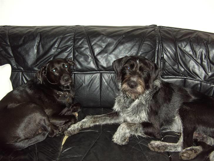 Blanding af racer Konrad - Sigurd og Konrad sover til middag billede 12