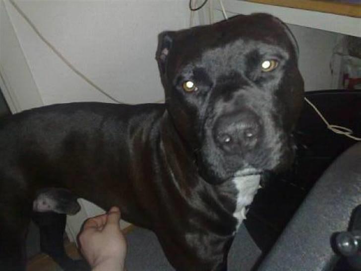 Amerikansk staffordshire terrier Jackie billede 16