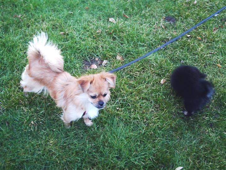 Blanding af racer Malou billede 1