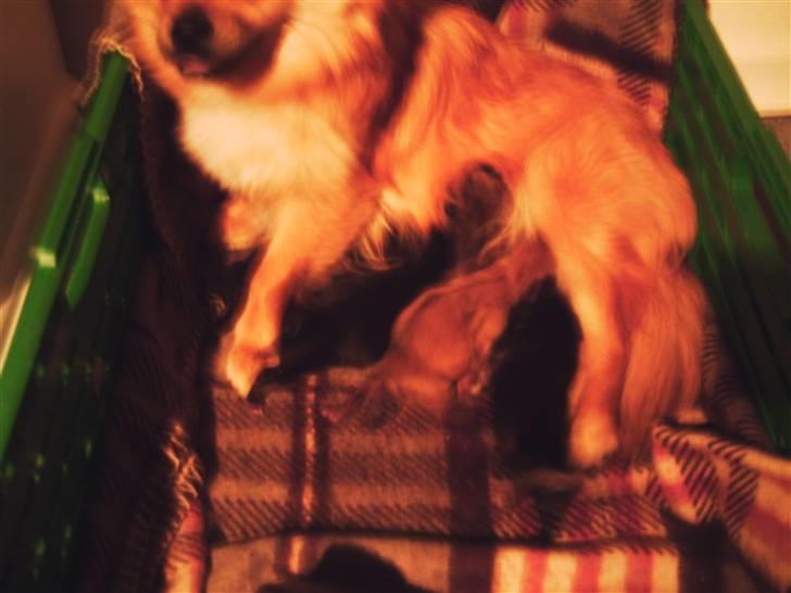 Blanding af racer Malou billede 2