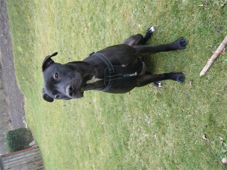 Amerikansk staffordshire terrier - nála billede 15