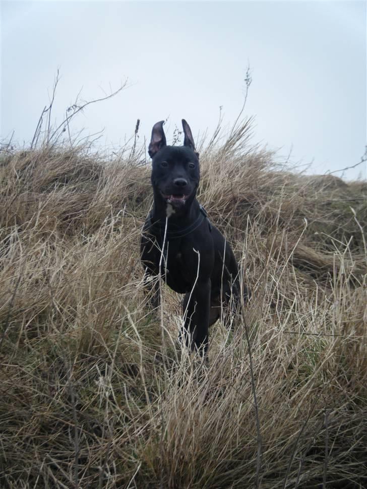 Amerikansk staffordshire terrier - nála billede 16