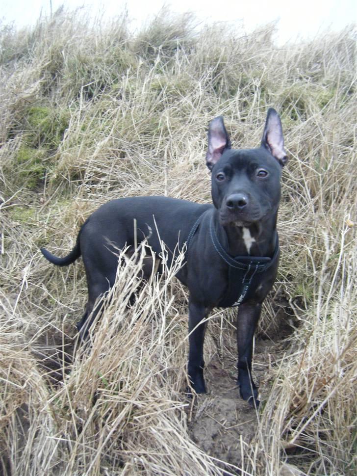 Amerikansk staffordshire terrier - nála billede 17