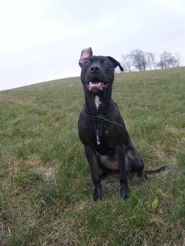 Amerikansk staffordshire terrier - nála billede 18