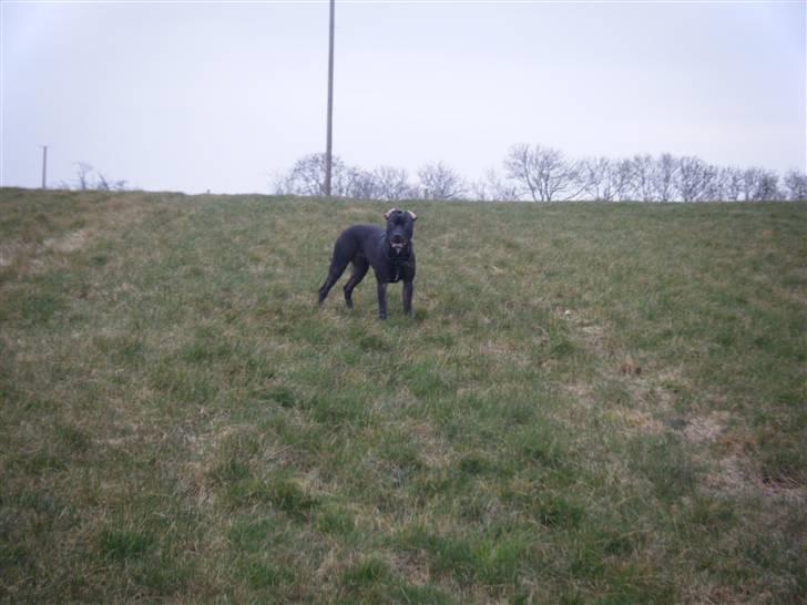 Amerikansk staffordshire terrier - nála billede 19