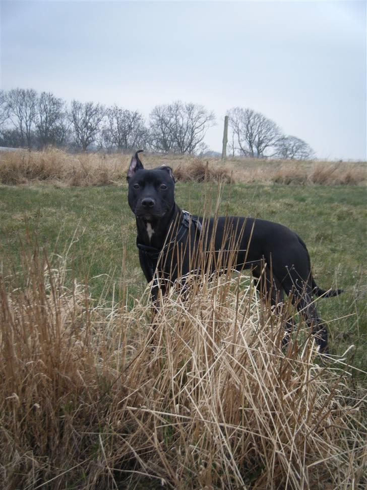 Amerikansk staffordshire terrier - nála billede 20