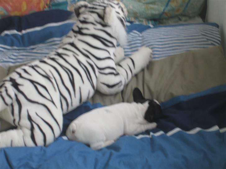 Fransk bulldog Herkules - Sover ved siden af sin legetiger. billede 7