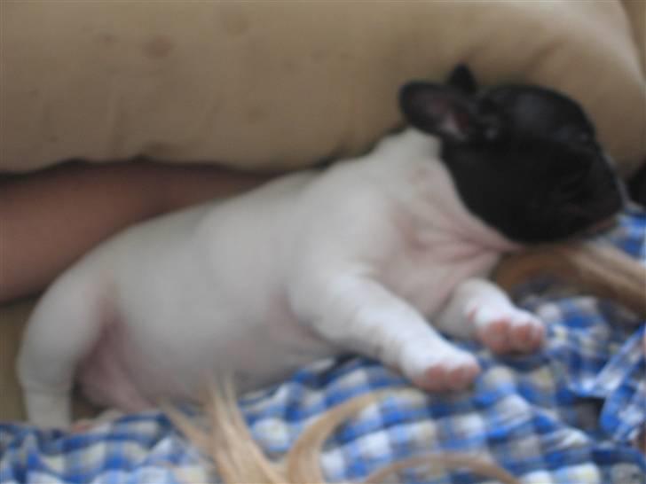 Fransk bulldog Herkules - En lille puttehund. billede 8