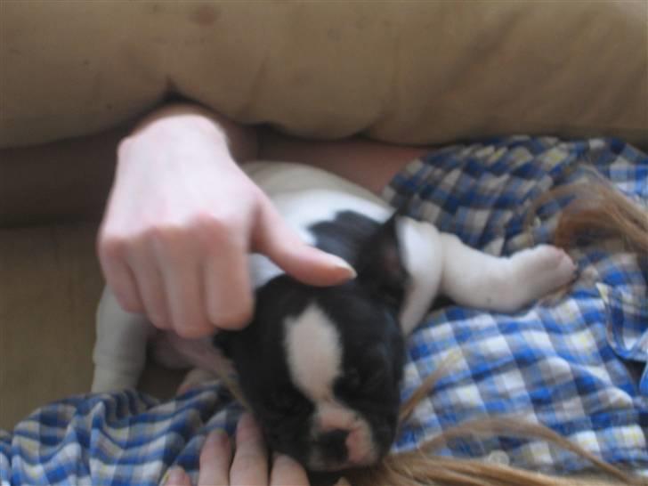 Fransk bulldog Herkules - Puha, det er hårdt at sove.. billede 9