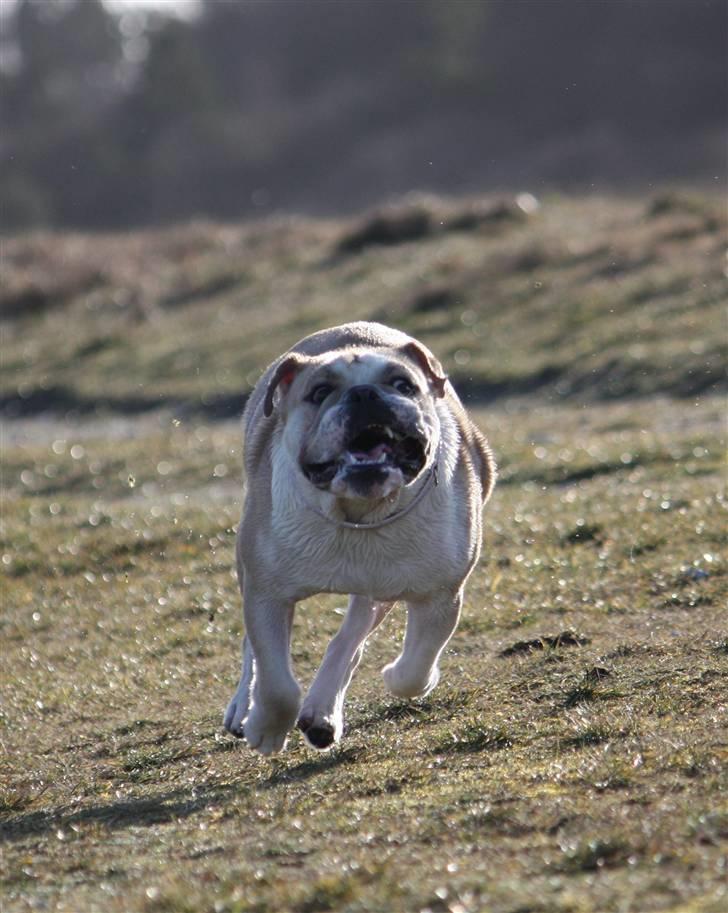 Engelsk bulldog Bertha - 1 år og 4 mdr: på stranden for førsdte gang billede 14