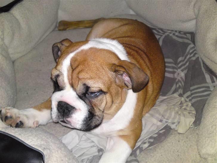 Engelsk bulldog Alfred billede 6