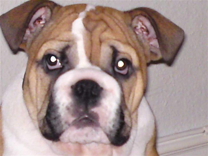 Engelsk bulldog Alfred billede 7