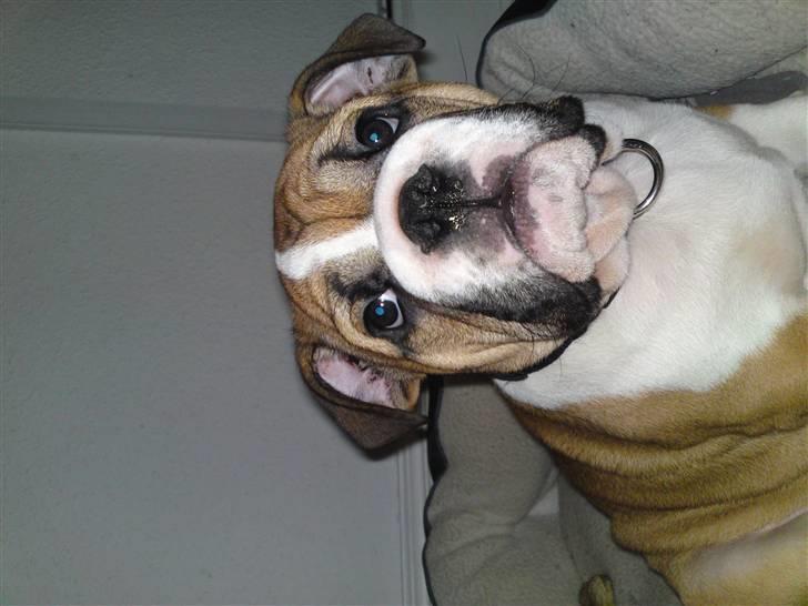 Engelsk bulldog Alfred billede 8