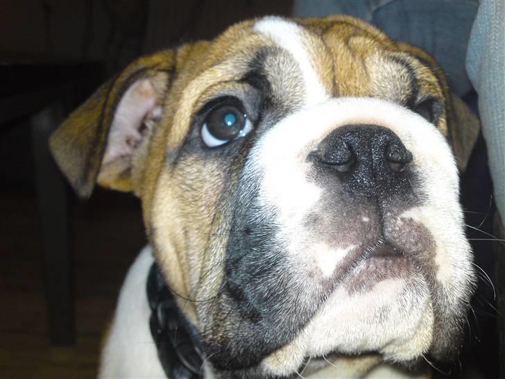 Engelsk bulldog Alfred billede 9