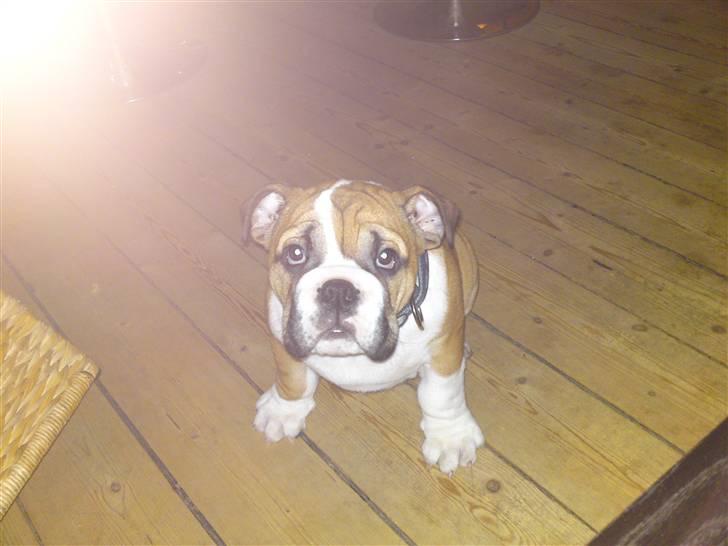 Engelsk bulldog Alfred billede 10