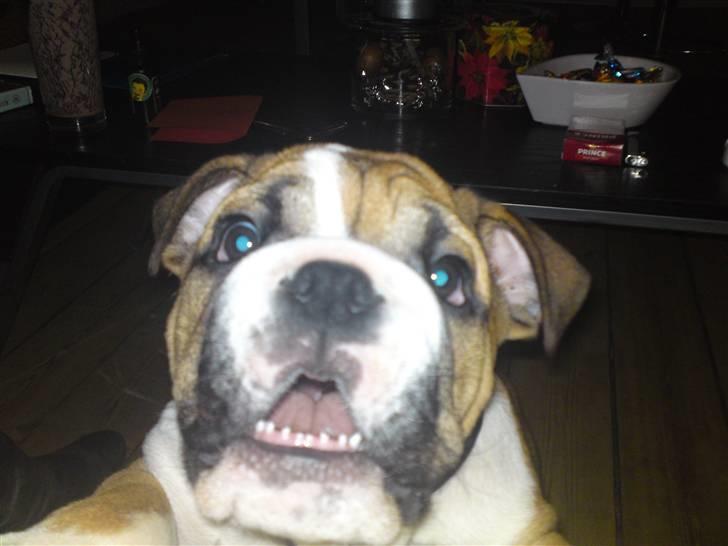 Engelsk bulldog Alfred billede 11