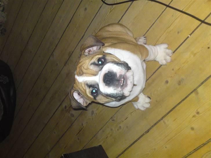 Engelsk bulldog Alfred billede 12