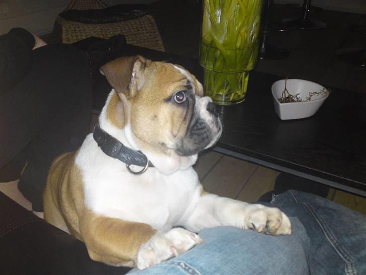 Engelsk bulldog Alfred billede 13