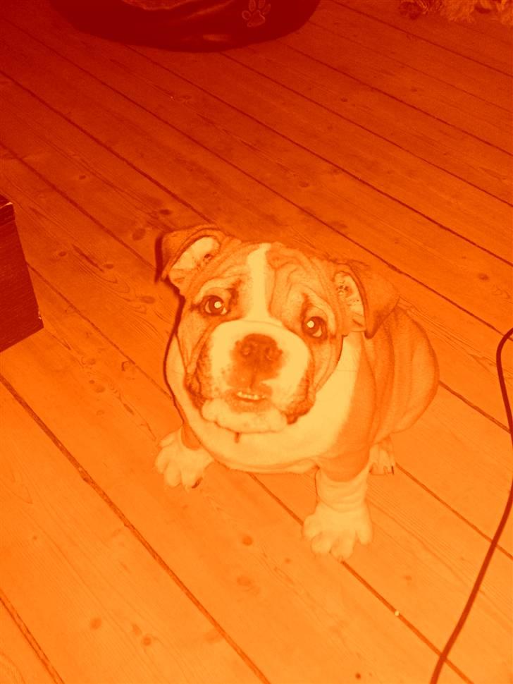 Engelsk bulldog Alfred billede 14