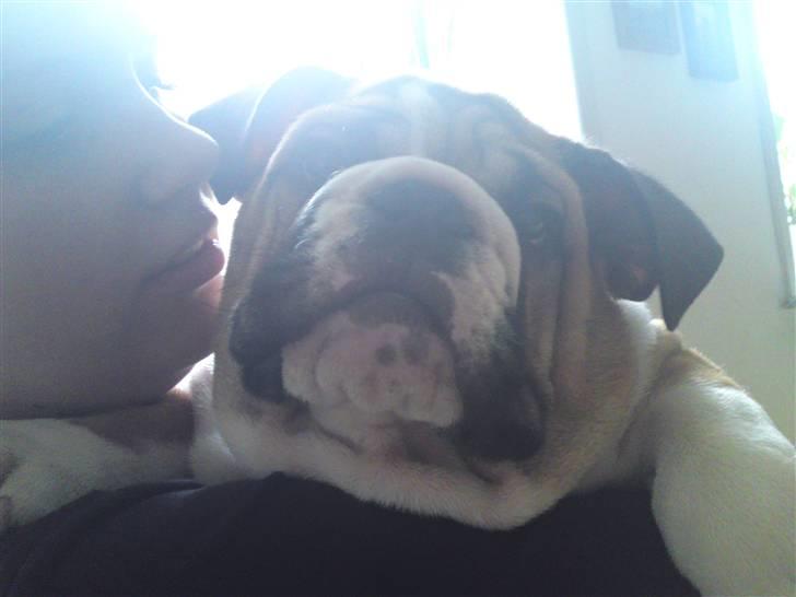 Engelsk bulldog Alfred billede 15