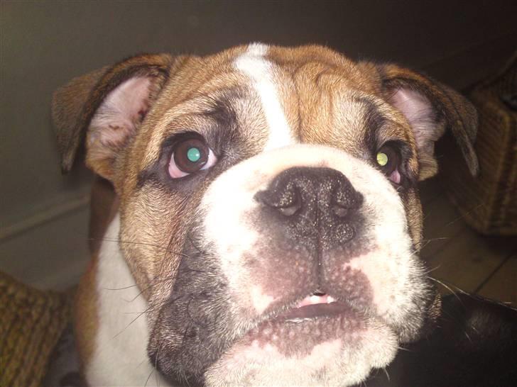 Engelsk bulldog Alfred billede 16