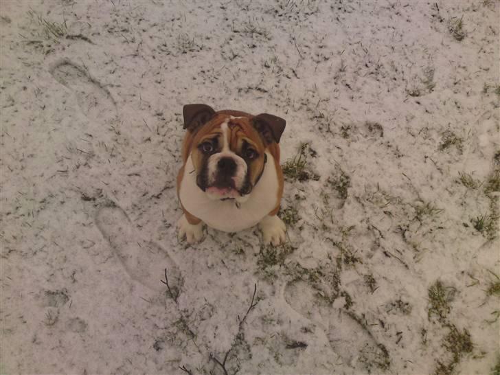 Engelsk bulldog Alfred billede 17