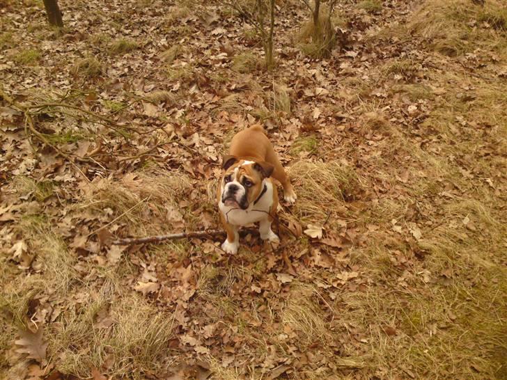 Engelsk bulldog Alfred billede 18