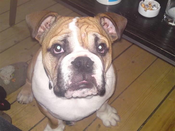 Engelsk bulldog Alfred billede 19