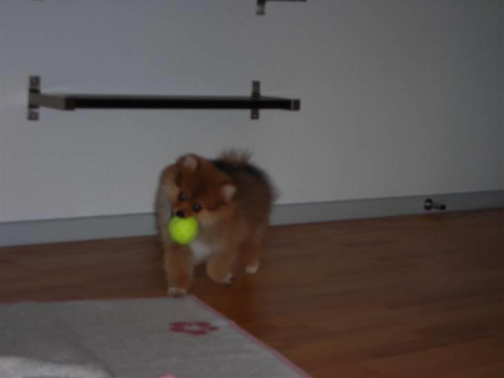 Pomeranian Luka - Kommer med bolden :D billede 9