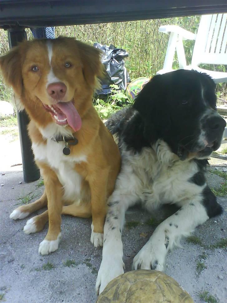 Nova scotia duck tolling retriever rufus - Rufus og vores gamle hund Cody billede 9