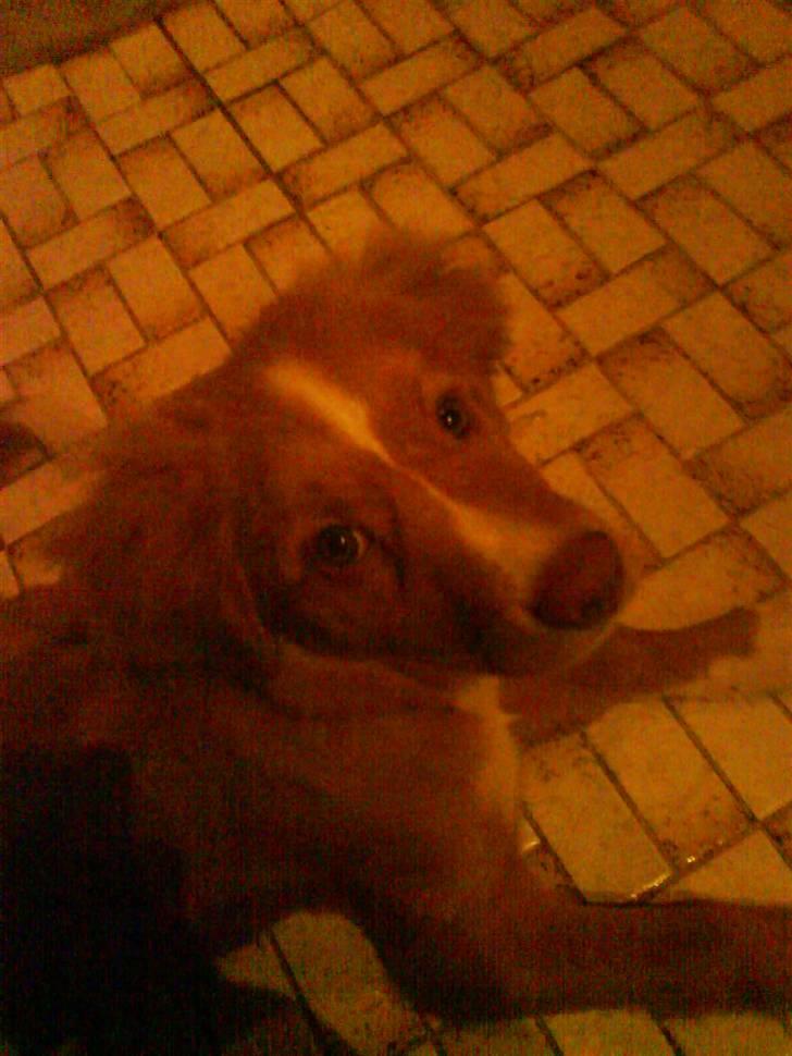 Nova scotia duck tolling retriever rufus billede 11